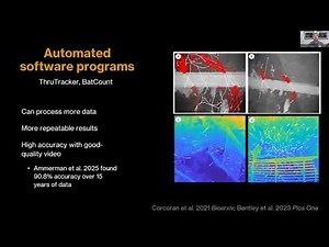 Harnessing AI for Bat Videography Research and Conservation