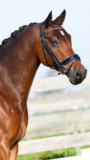 This pretty pony gelding is used to outdoor rides, multi-day competitions, in short a great pony to go on the road with. ✨😍🐴 ▶️ https://www.ehorses.com/nrps-gelding-9years-14-2-hh-brown-dressagehorses-hunter-under-saddle-showjumpers-wijdewormer/3501635.html #horseforsale #forsale #horselove #horselife #dreamhorse #ponylove #ponylife #dressage #dressagehorse #dressagepony #equestrian #equestrianlife #equestrianlifestyle #gelding #ehorse | ehorses.com - Find your perfect horse