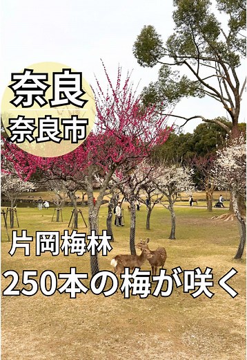 片岡梅林の美しさと鹿の風景