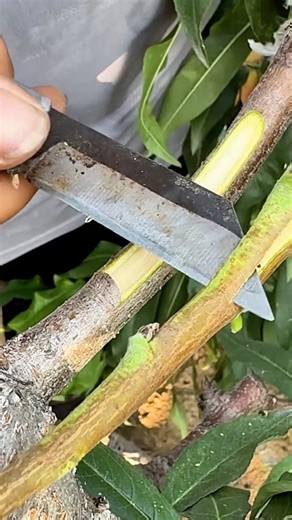 6.5K views | Fast Tree Grafting in Action | Factable | Facebook