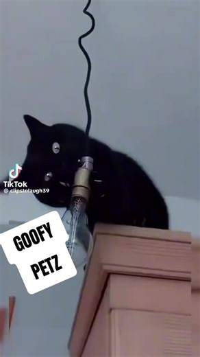 Goofy pets #pets #cat #dog #funny