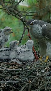 Northern Goshawk Feed babies in Nest 😳 . . . #birdlovers #birdphotography #wildlifephotography #wildanimals #birdlife #viralpost2024 #ayoubnayiak #nature | Ayoub Nayiak Wildlife Photographer