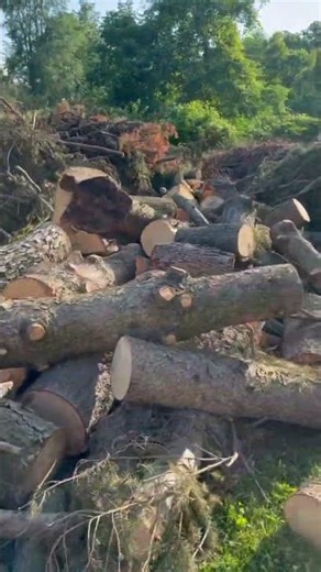 19 trees removed from property!