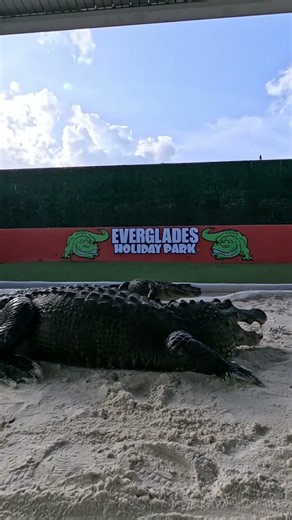 Everybody's out right before feeding time!🐊