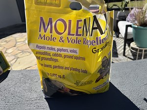 Watch I started applying this after the moles caused havoc on Amazon Live