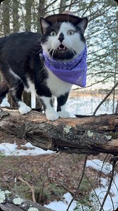 5.2K views · 1K reactions | Meowdy purrtners. The branch manager Jack Spicer is on the job 類 yet again. He is making sure these branches are really up to standard  If you like Jack Spicer’s content please consider subscribing or joining his Patreon linked in bio  #cat #cats #catlover #catsofinstagram #tuxedocat #catlovers #kittycat #catlife #kitty #cats_of_instagram | Aaron Apps | Facebook