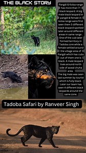 Tadoba Andhari Tiger Reserve , Chandrapur , Maharashtra. #blackleopard #wildlifephotography #natgeo #nikkon #jungle #travel #wildlife #tiger #corbett #kanha #banglore #ranthamborenationalpark #adventure #offroad #thar #travelphotography #instaphotography #instagood #instagram #nature #naturephotography | The Jungle - Safari & Stay