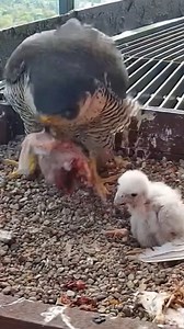 103K views · 1.1K reactions | [ E#393 ] - Review bird nest family daily life in their nest | Review mother birds bring food to feed her chicks in the nest!! #reviewbirdnest #birdslover #naturelovers #birdsounds #birdschirping #birdsofinstagram #birdlife #birds #birdswatching #birdsnest #wildbirdsphotography #birdsforest | Bird Plus Nature | Facebook