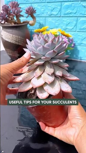 Essential Succulent Tips for Beginners | Stop Killing Your Plants!