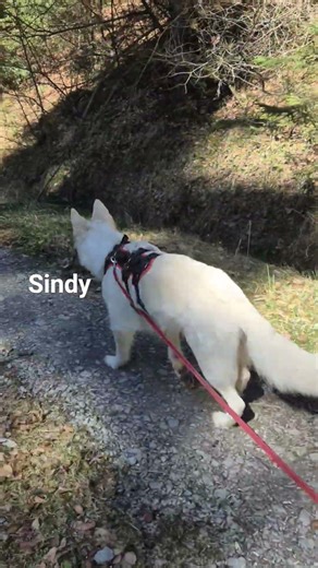 Sindy markiert #bbs #shepherd #dog #doglife #white #hund #mark #guard #dogshort #doglove #marking