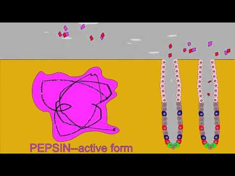 DIGESTIVE ENZMES: PEPSINOGEN AND PEPSIN