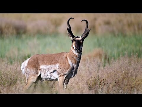 Field Judging Pronghorn Antelope - Buck 23