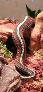 #OVOVIVIPAROUS *LIVEBIRTH* GARTER SNAKE GAVE BIRTH!