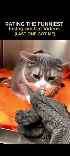 cat is cating everywhere #catfunny #funny #catvideos #cat
