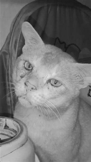 #cartooncat #cat catlover ##catlife #cat #meow # #catworld #catforlife housecat #miao #angelcat