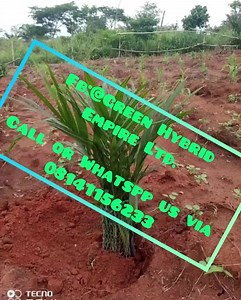 6 comments | For effective results, fertilizers should be applied on...