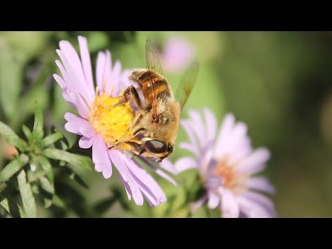 Slow Motion Bee Flight 🐝 Wildflowers, Pollination, Honey Bees