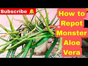 How to Repot And Devide Aloe Vera plants//Aloe Vera plant care #alovera #garden #plants #youtube