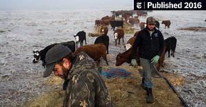 Oregon Town Torn Apart by Protest at Wildlife Refuge (Published 2016)