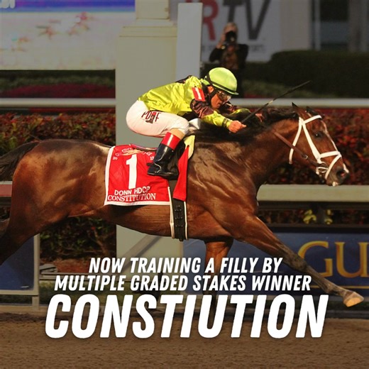 18 Breeders' Cup victories, 2 Triple Crown wins, and 6 Kentucky Derby victories... you could own Bob Baffert's next potential star. Start your stable with a stunning filly by Constitution. 𝘮𝘺𝘳𝘢𝘤𝘦𝘩𝘰𝘳𝘴𝘦.𝘤𝘰𝘮/𝘥𝘪𝘴𝘤𝘭𝘢𝘪𝘮𝘦𝘳 | MyRacehorse