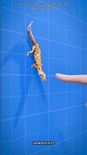 If a lizard bites you, how to get rid of it😰 #shortfeed #shorts