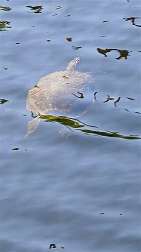 Flippy Flappy Turtle Wink 🤣🤣🤣.... #nature #reptiles #turtle