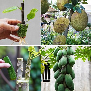 37K views · 216 reactions | Tips for new gardeners to grow Jackfruits and Papaya Branches | DIY Balcony Garden | Facebook