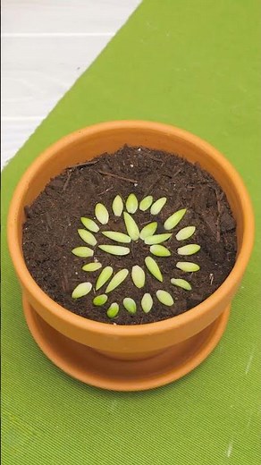 Verrassende Tuin Tips Voor Elke Tuinier!