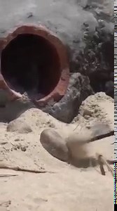 64K views · 1.1K reactions | Big Brown Snake On Mooloolaba Beach Near...