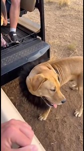 You might be wrong if you think it's a lion 🤣 | Awesome and Amazing Videos