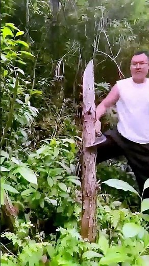 The Process of Cutting Down Trees = Good Tools Can Improve