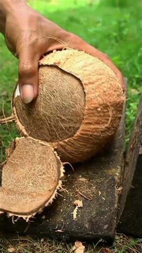 Nice technique removing coconut meat from its shell