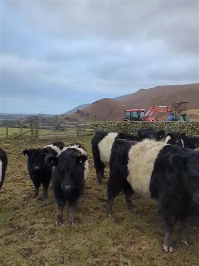 35K views · 129 reactions | Some beautiful Belted Galloways for Monday's sale from Baystone Bank Farm. Comprising of; 11 cows incalf to the Belted Galloway 2 2 year old heifers A 6 year old stock bull 4 2 year old bullocks | Darlington Farmers Auction Mart | Facebook