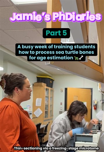 Jamie’s PhDiaries: part 5 The first week of lab work in the spring 2026 semester! It was a busy week of training students in various steps of the skeletochronology process (histological steps for age estimation in bones)- similar to counting tree rings. Our PI, Dr. Matt Ramirez, and I collaborate with MANY partners to accomplish this work. We receive front flippers from dead, stranded turtles all over the U.S Atlantic and Gulf of Mexico coasts. A collaborative network through NOAA called the Nat
