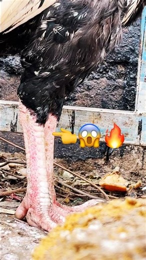 Shikari black java chicken🔥 #viral #aseelmurga