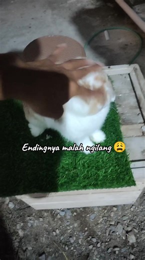 Holland lop pride