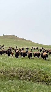 185K views · 5.7K reactions | We have a few old ruins on the ranch from many years ago. Lots of history and mystery in the area. #Bison #BisonRanch #SouthDakota #Prairie #History | 777 Bison Ranch | Facebook
