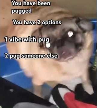 youve been pugged #pug #vr