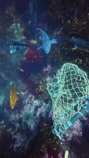 Diving to Catch Flash Shrimp and Camouflage Crab