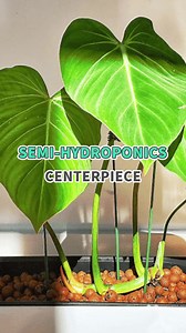 957K views · 13K reactions | Looking for a centerpiece that keeps growing? Let's make a semi-hydroponics masterpiece with us  #centerpiece #hydroponics #houseplants #diy | Succulents Box | Facebook
