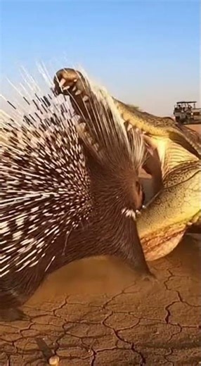 Will theCrocodile successfully kills the prey in seconds #wildlife #nature #predator