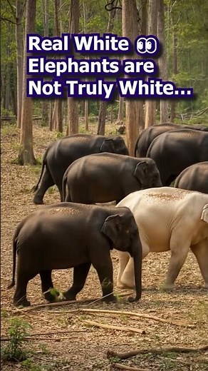 Real White Elephant Found in India’s Western Ghats 🐘 Mundanthurai Forest