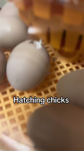 Luckyducky.713 (@luckyducky.713)’s videos with original sound - Luckyducky.713