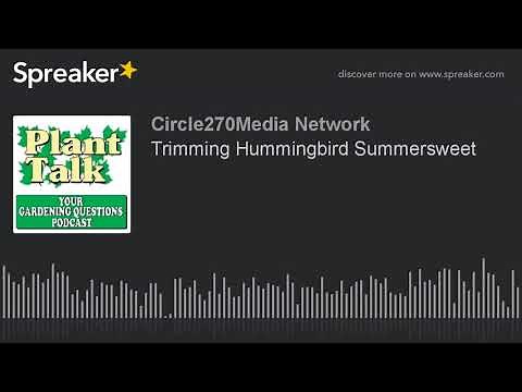 Trimming Hummingbird Summersweet
