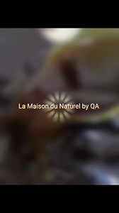 Offrez à vos cheveux la force ancestrale du Tchad avec l’huile de chébé, le secret des longueurs impressionnantes ! Gamme complète au chebe disponible en gros et en détail. Huile de chébé Beurre de chebe Barre de shampoing au chebe Boutique située à yopougon nouveau bureau 0709053962 Demande des informations en DM ou WhatsApp ou instagram. Svp,visitez notre catalogue whatsapp. #chebe #CheveuxCrépus #SoinsCheveuxNaturels #RoutineCapillaire #CheveuxAfro #AfroNaturel #PousseDesCheveux #CheveuxForts