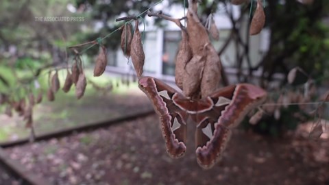 Rescued giant moths emerge in Mexico's sprawling capital
