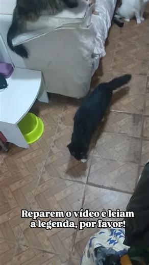 Protege Patas Ana Lúcia Santana on Instagram: "Gente, preciso entender qual o problema desses gatos. Simplesmente temos alguns gatos implicantes que a cada hora cismam com um gato diferente.. Agora estão fazendo bullying com o pobre do Pelé. É uma rebelião formada pelo Dom, Valentim, Cheddar(que eu achava que era amigo dele, mas não é) e o Haô. Eles ficam perseguindo ele e depois avançam. É algo horrível. Aqui nesse vídeo eles só não fizeram isso porque eu estava observando e logo repreendi. Ant