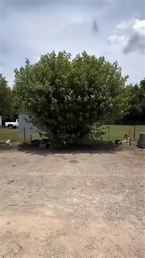 37 reactions | Cutting a Heart Shaped Tree  | Work from home | Facebook