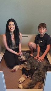 Namaste Bernedoodles on Instagram: "Maple x Rocky Ultra Standard Bernedoodle litter week 1 🐾 🐾 🐾 🐾 🐾 🐾 🐾 #ultraBernedoodle #bernedoodle #standardbernedoodle #bernedoodlepuppy #puppy"