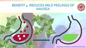 1.2K views · 18 reactions | Peppermint is an ancient plant that has...